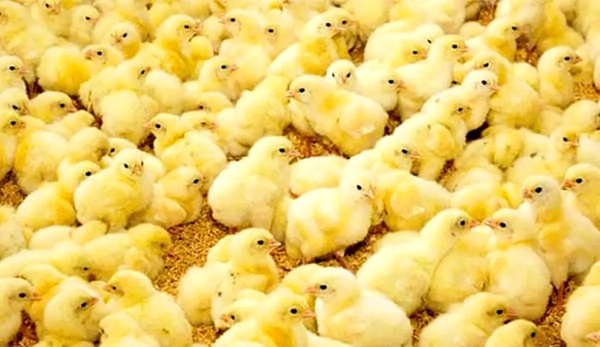 حاجی‌پور: مرغ‌داران مجبور هستند جوجه‌ها را در چاه بریزند