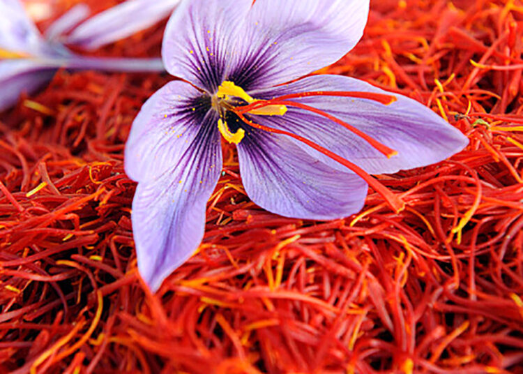 کاهش ۱۰۰ درصدی صادرات زعفران ایران نسبت به سال گذشته